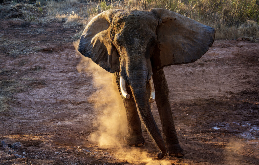 An elephant is standing on dry ground with dust rising around her