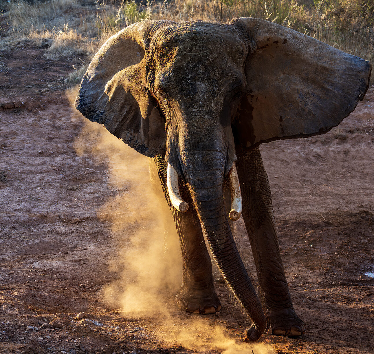 An elephant is standing on dry ground with dust rising around her