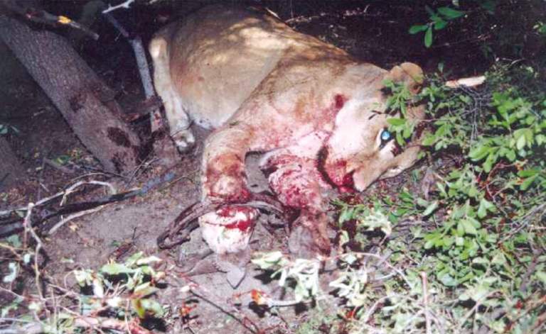 The brutal reality of poaching
