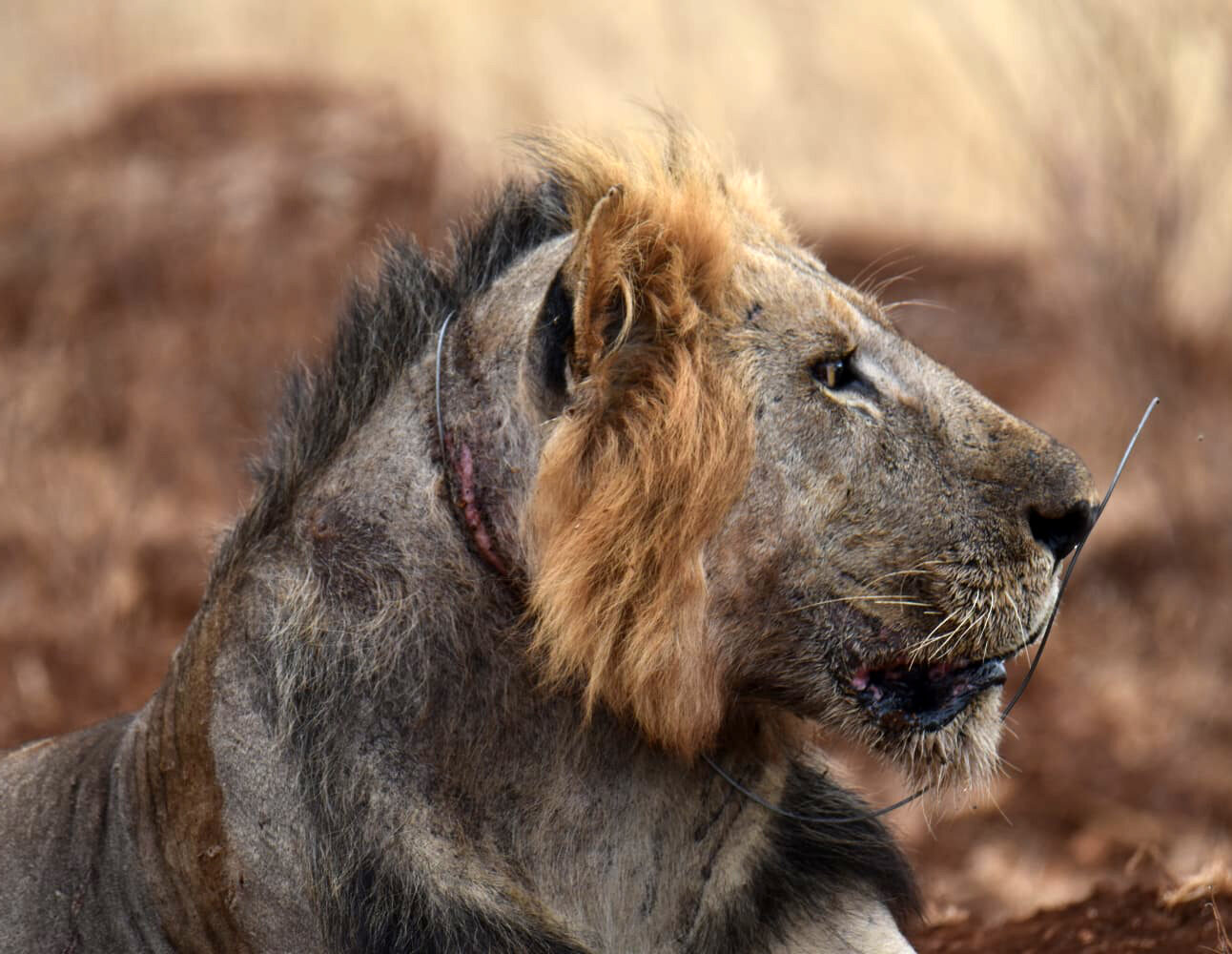 A close up of a male lion who has a wire snare cutting into his neck