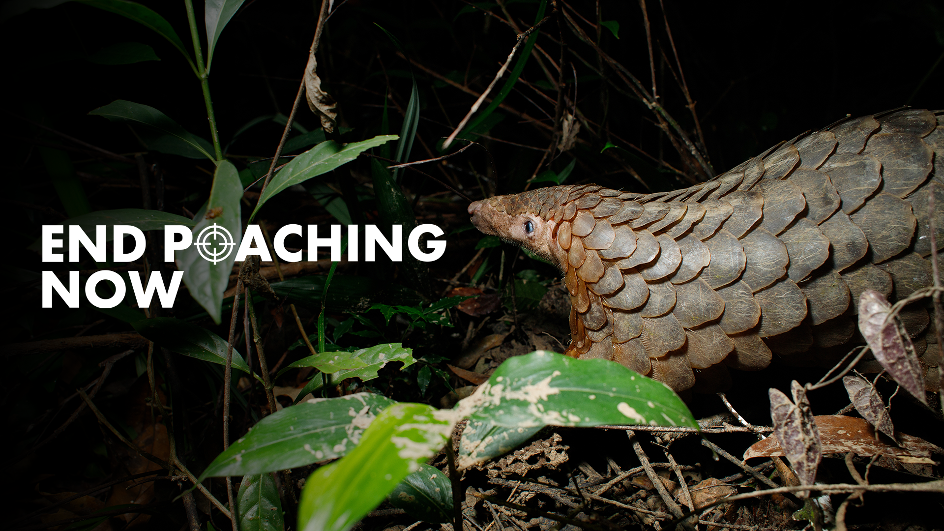 A pangolin is walking along the ground in the dark, overlaid text reads 'End Poaching Now', with the sight of a gun replacing the letter O