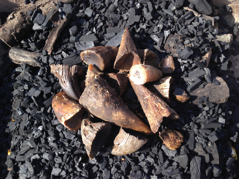 The brutal reality of poaching