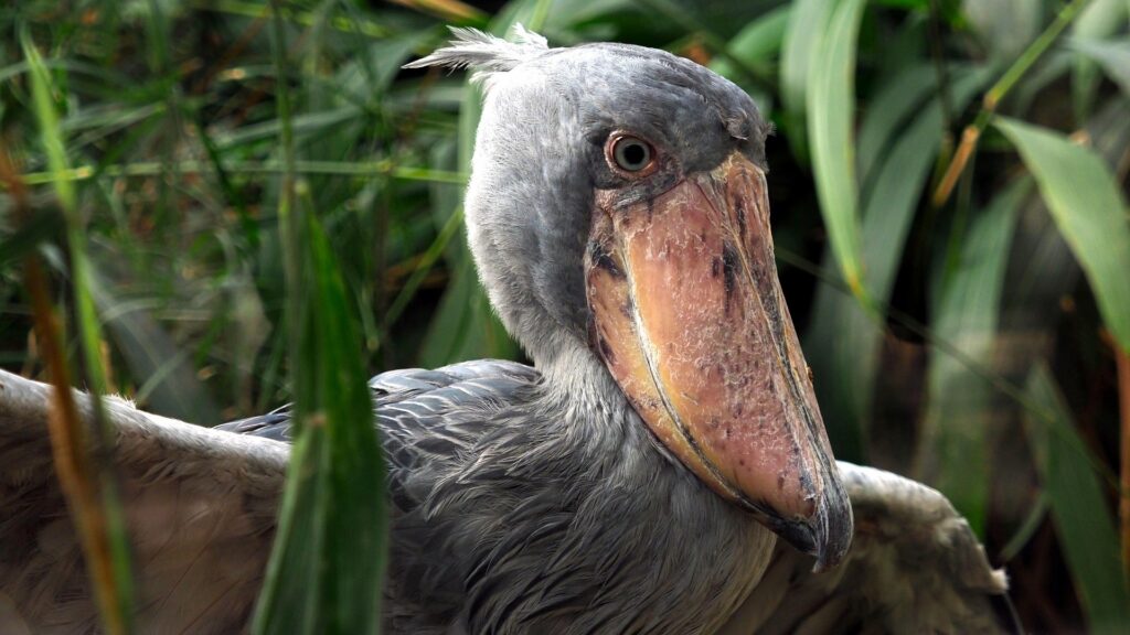 A close-up photo of a shoebill with green shrubs and bushes in the background