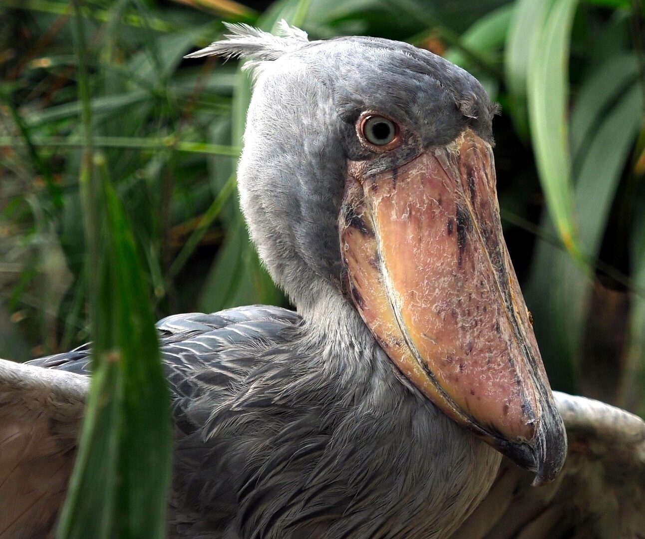 A close-up photo of a shoebill with green shrubs and bushes in the background