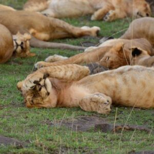 Photograph of several tawny lions resting on grassy ground, with adults and a younger lion lying closely together. Scene highlights relaxed group behaviour, visible paws, manes, tails, and varied overlapping positions across foreground and background.