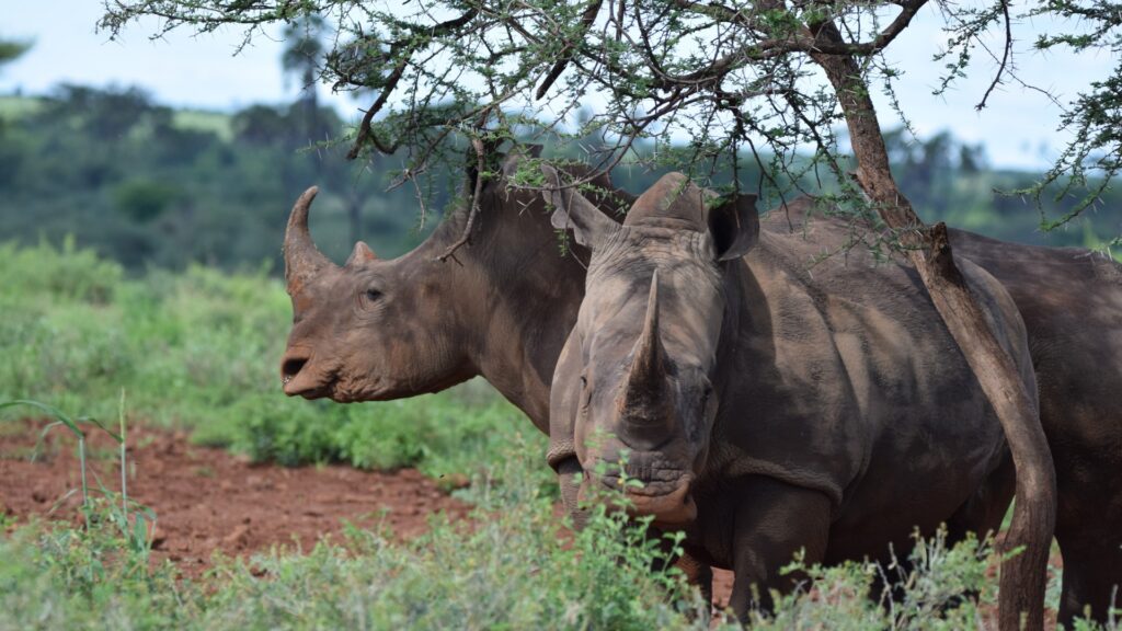 Two rhino standing under a tree with blue sky in the background
