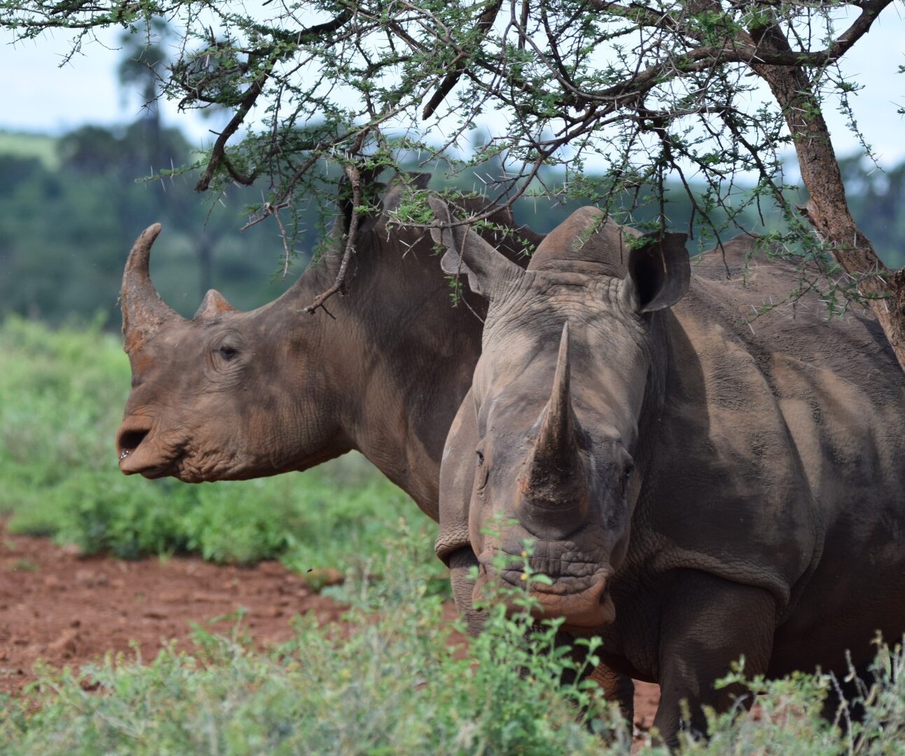 Two rhino standing under a tree with blue sky in the background