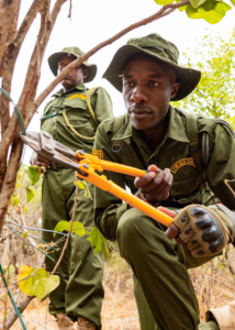 A man is kneeling down, holding a pair of pliers ready to cut a wire loop snare. Another man is stood behind, watching on.