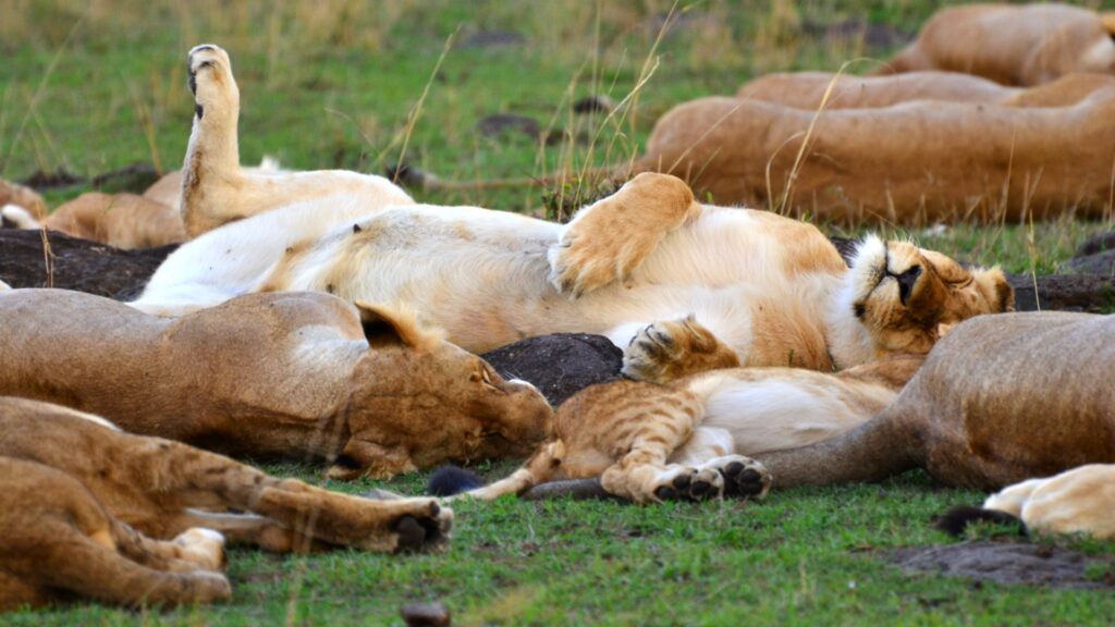 Photograph showing a pride of lions resting together on grassy ground. Several tawny adults and cubs lie sprawled across foreground and background, highlighting social behaviour and relaxed group dynamics.