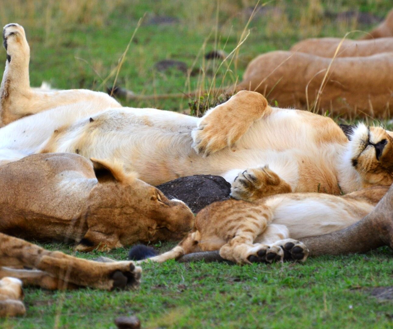 Photograph showing a pride of lions resting together on grassy ground. Several tawny adults and cubs lie sprawled across foreground and background, highlighting social behaviour and relaxed group dynamics.