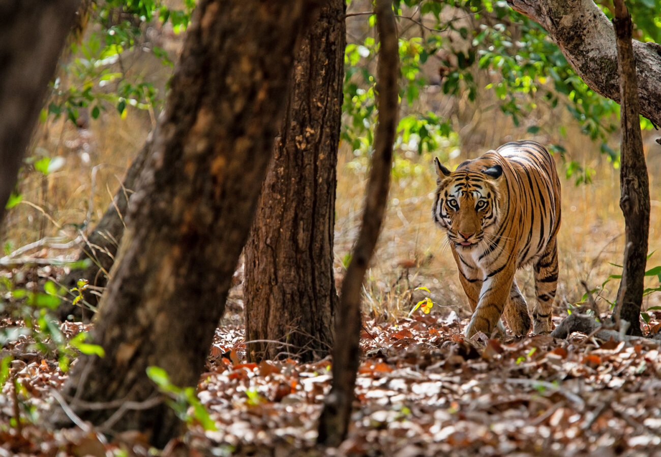 A tiger is walking towards the camera through a forest with the ground covered in leaves