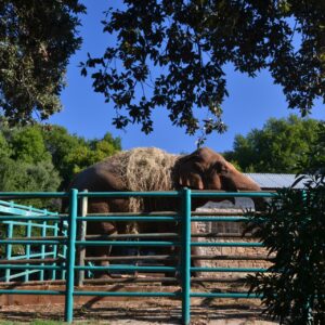 Photograph of a brown elephant carrying a large bundle of hay behind teal metal fencing in an outdoor animal enclosure. Green trees, bright blue sky, corrugated shelter, and shaded foreground frame scene.