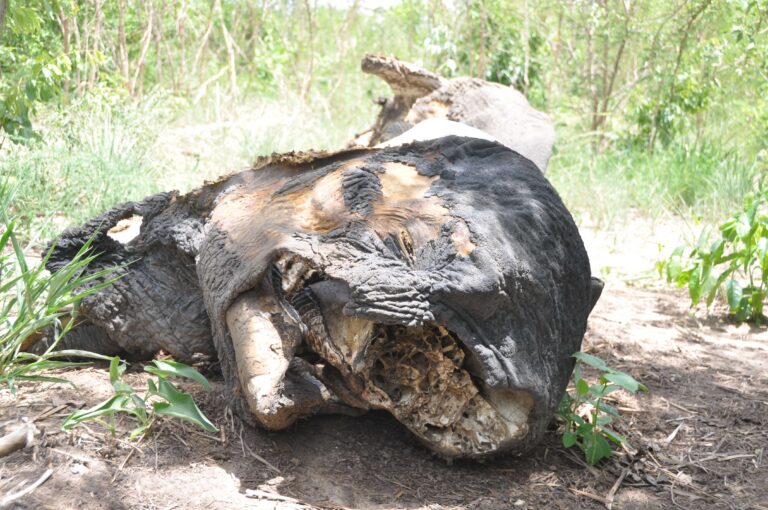 The brutal reality of poaching