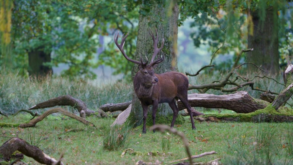 A stag with beautiful antlers standing in a forest
