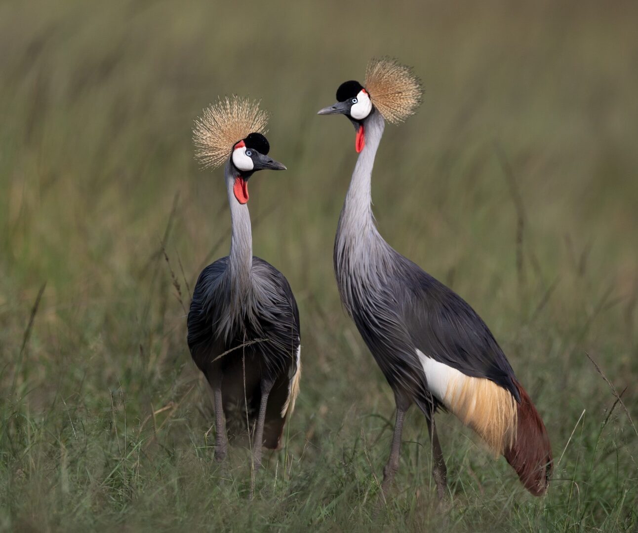 Wildlife photograph showing two grey crowned cranes standing in tall grassland. Birds display golden feather crowns, black-and-white faces, red throat pouches, grey plumage, and contrasting white-and-chestnut wing feathers.