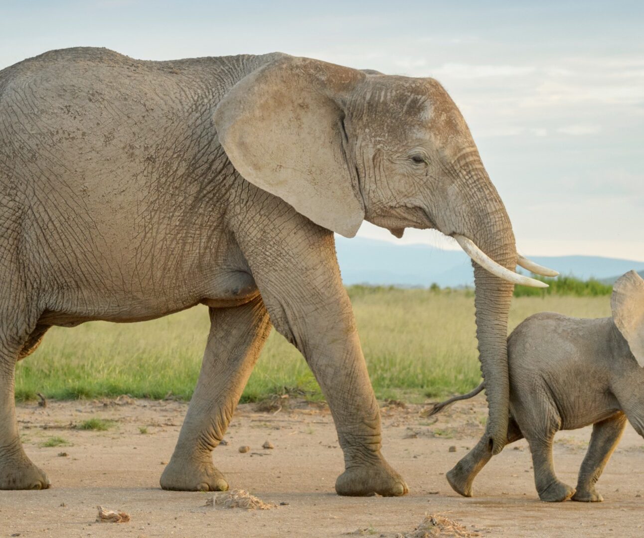 Photograph showing an African elephant and calf walking across grassy savanna. Adult elephant carries long tusks and large ears, while calf follows beside it against a pale sky and distant hills.