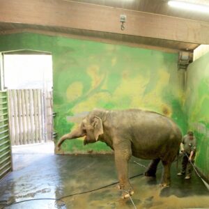 An Asian elephant standing in a barren enclosure whilst a keeper hoses her with water
