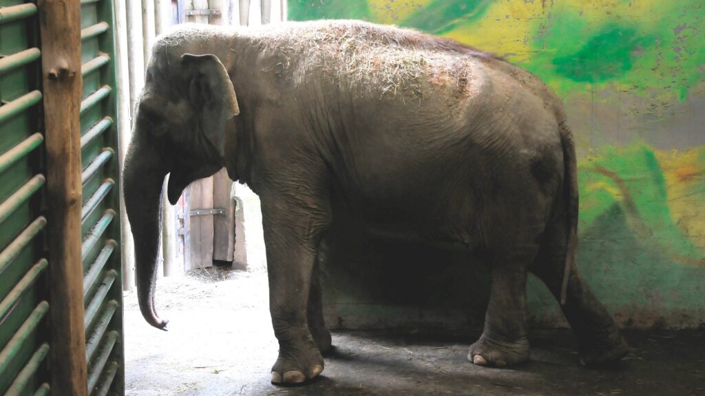 Photograph shows an Asian elephant standing inside a zoo enclosure beside metal fencing. Gray elephant, curved tusks, textured skin, and colorful green-yellow painted wall are prominent.