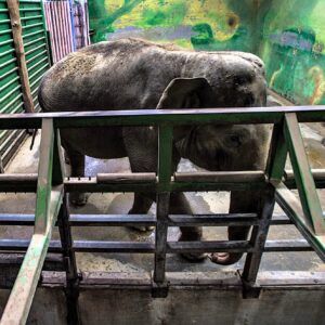An Asian elephant in a small concrete enclosure behind metal railings.