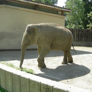 An elephant in a concrete pen