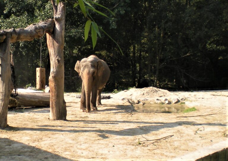 Ganga at Ljublijana Zoo, Slovenia