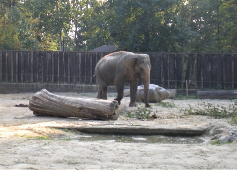 Ganga at Ljublijana Zoo, Slovenia