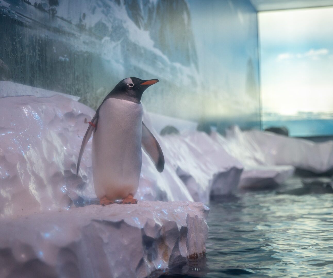 A gentoo penguin stands on a fake rock made to look like ice, in a basement enclosure