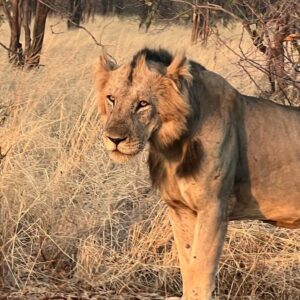 A male lion standing side on to the camera, in long golden grass at dusk