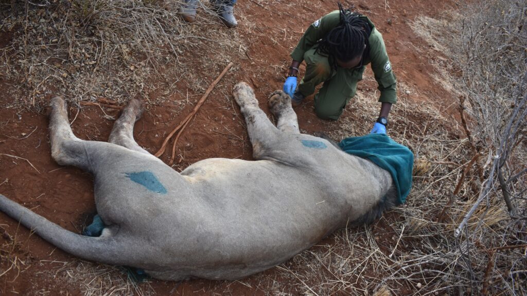 A edated lion lying on the grounds with t blue cover over his head, receiving medical treatment from a Vet in a green uniform.