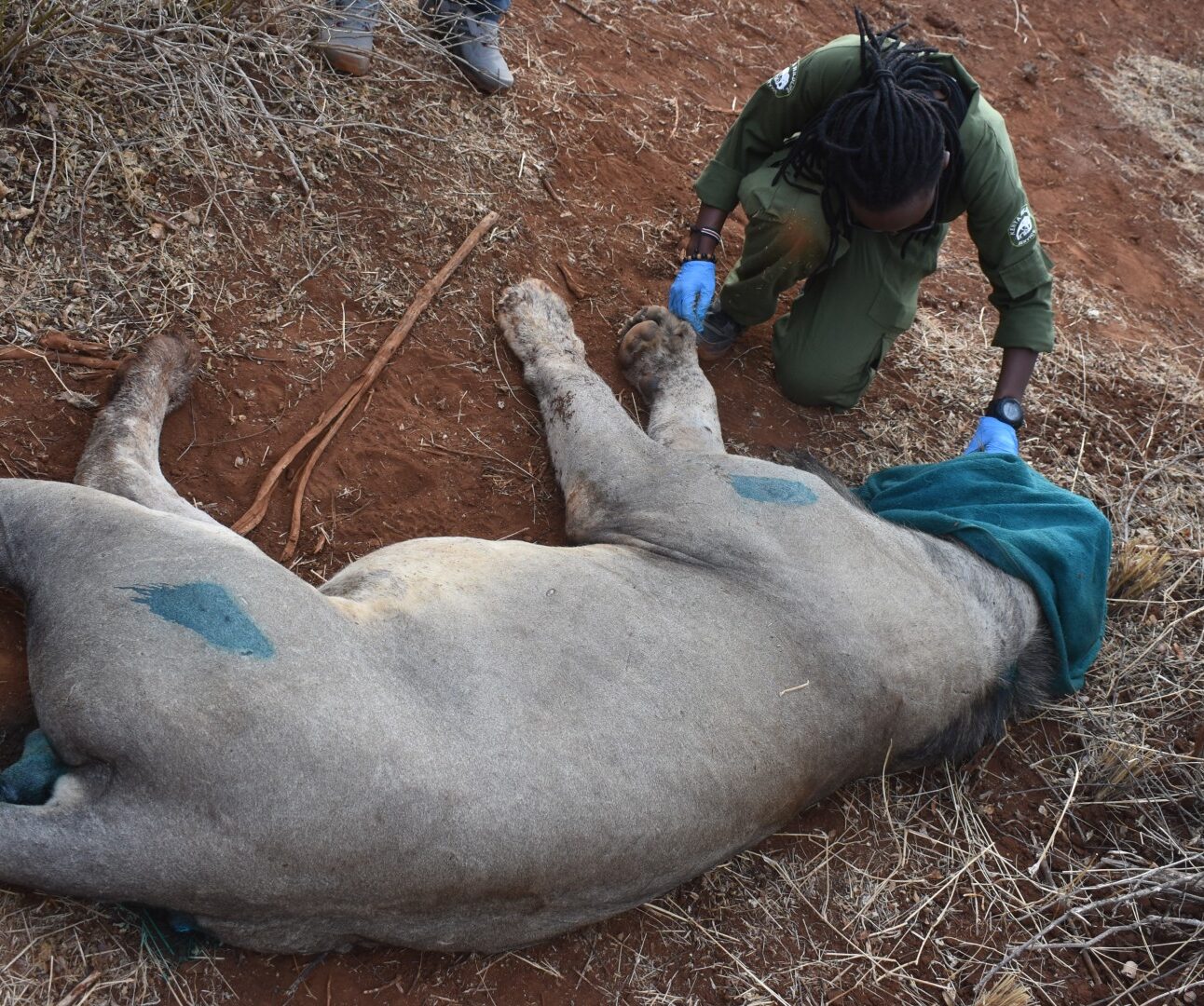 A edated lion lying on the grounds with t blue cover over his head, receiving medical treatment from a Vet in a green uniform.
