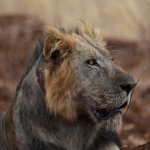 A male lion with a tight wire snare visible around his neck, causing a deep cut.