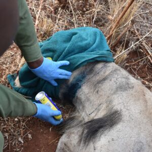 A sedated lion lying down in the bush with his head covered in a blue cloth, whilst Vets treat a wound around his neck