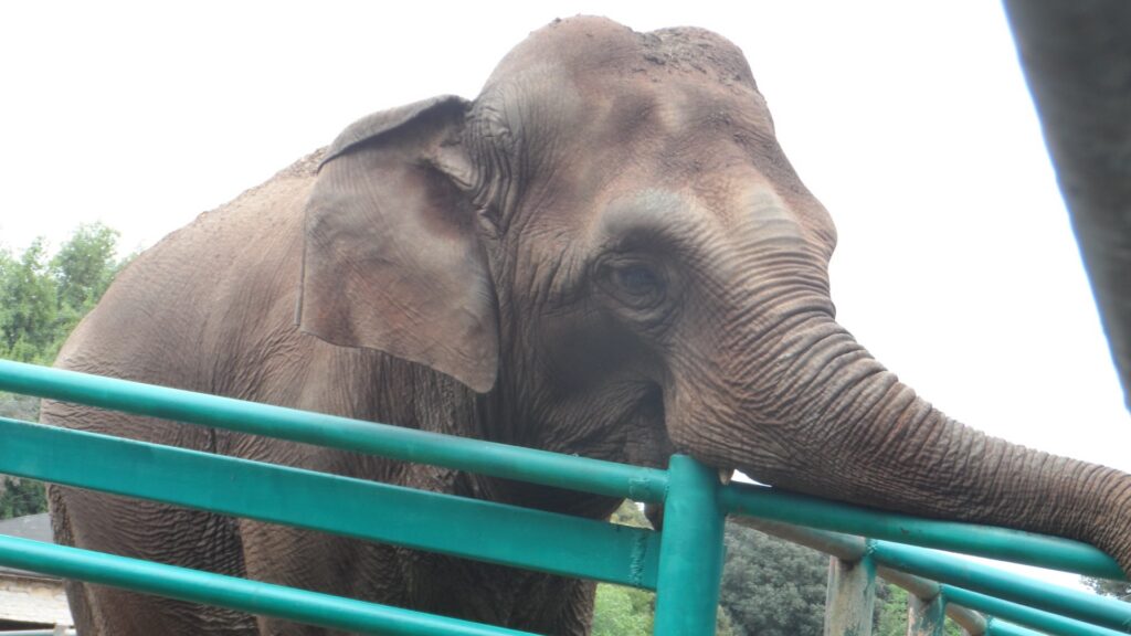 Photograph of an Asian elephant standing behind green metal railings at a zoo or wildlife enclosure. Elephant faces camera with trunk extended right, large ears, wrinkled skin, and trees visible in background.