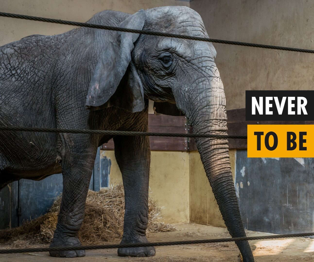 An African elephant stands in an indoor enclosure behind the bars of a fence. Text reads 'Never Meant to be Alone'