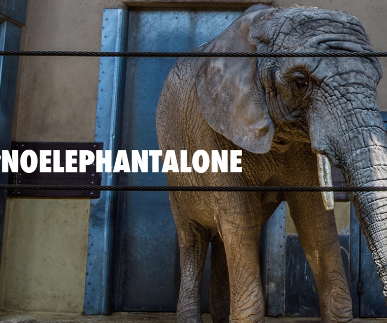 A solitary elephant standing inside an indoor zoo enclosure with #noelephantalone overlaid