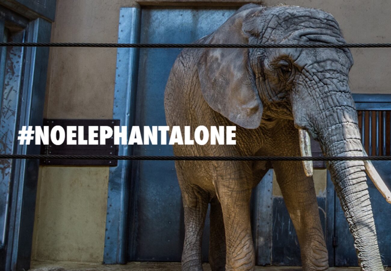 A solitary elephant standing inside an indoor zoo enclosure with #noelephantalone overlaid
