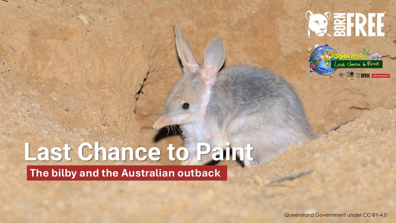 Photograph shows a bilby emerging from sandy Australian outback soil, promoting conservation through “Last Chance to Paint.” White title text, red subtitle “The bilby and the Australian outback,” conservation logos, and Queensland Government credit frame subject.