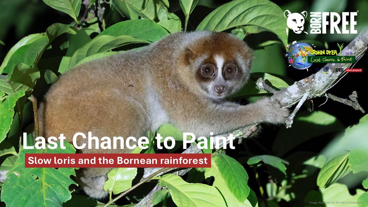Photograph promotes “Last Chance to Paint,” featuring a slow loris in Bornean rainforest foliage. Animal’s large eyes, grey-brown fur, green leaves, branch, red subtitle banner, and Born Free branding appear prominently.