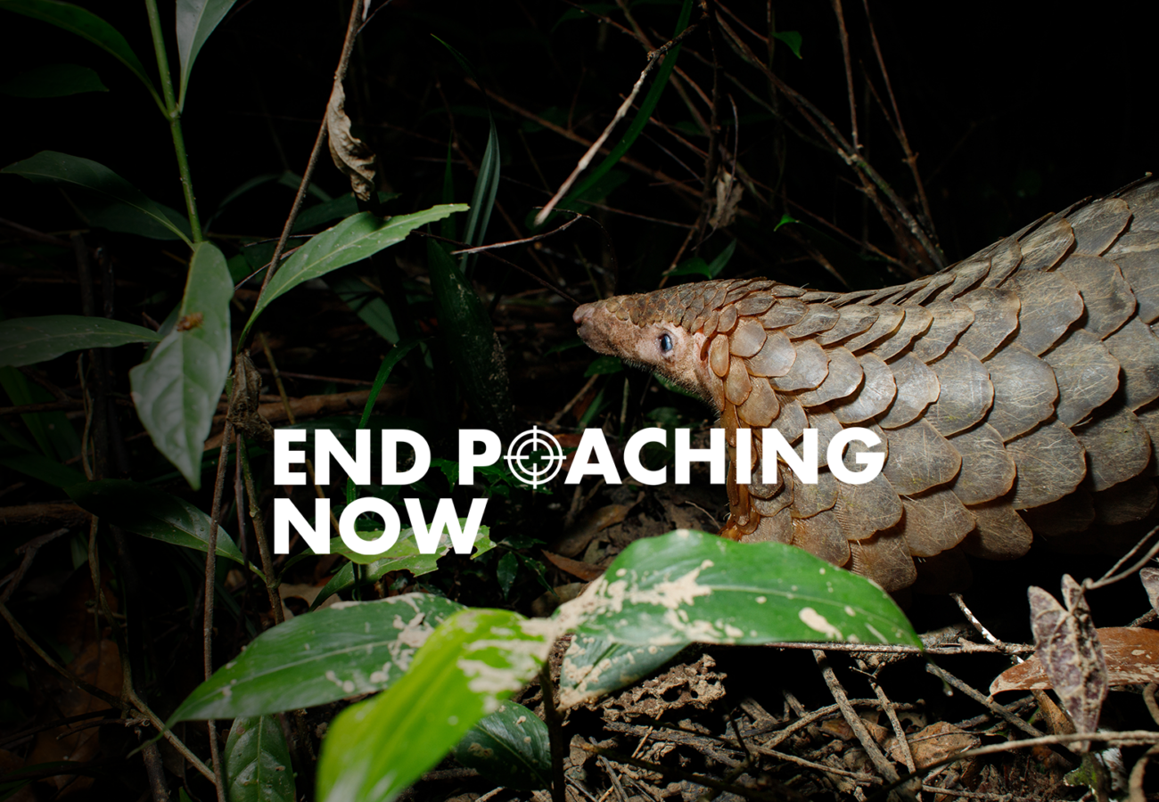 A pangolin is walking along the ground in the dark, overlaid text reads 'End Poaching Now', with the sight of a gun replacing the letter O