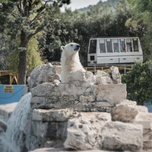 A polar bear in a zoo
