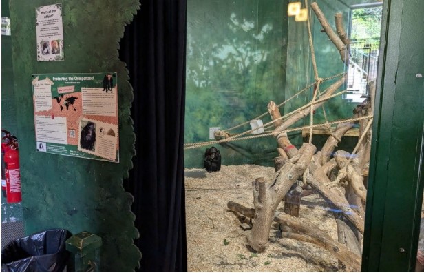 An image of a chimpanzee in a zoo enclosure with an informational sign about chimpanzees in the wild positioned next to the viewing window. 