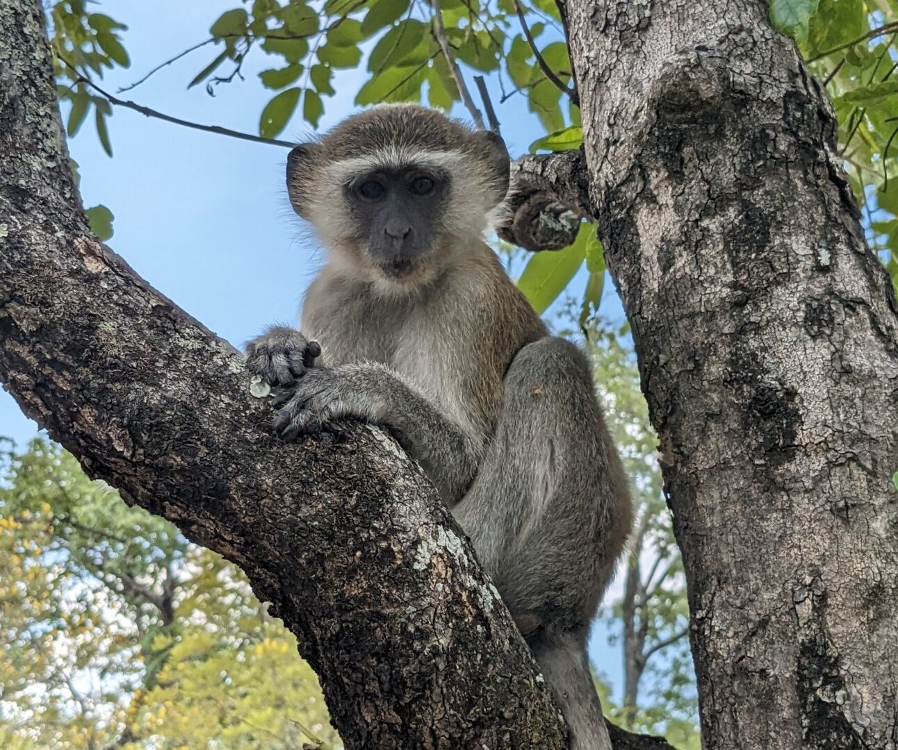 A vervet monkey sitting up in a tree with blue sky in the background